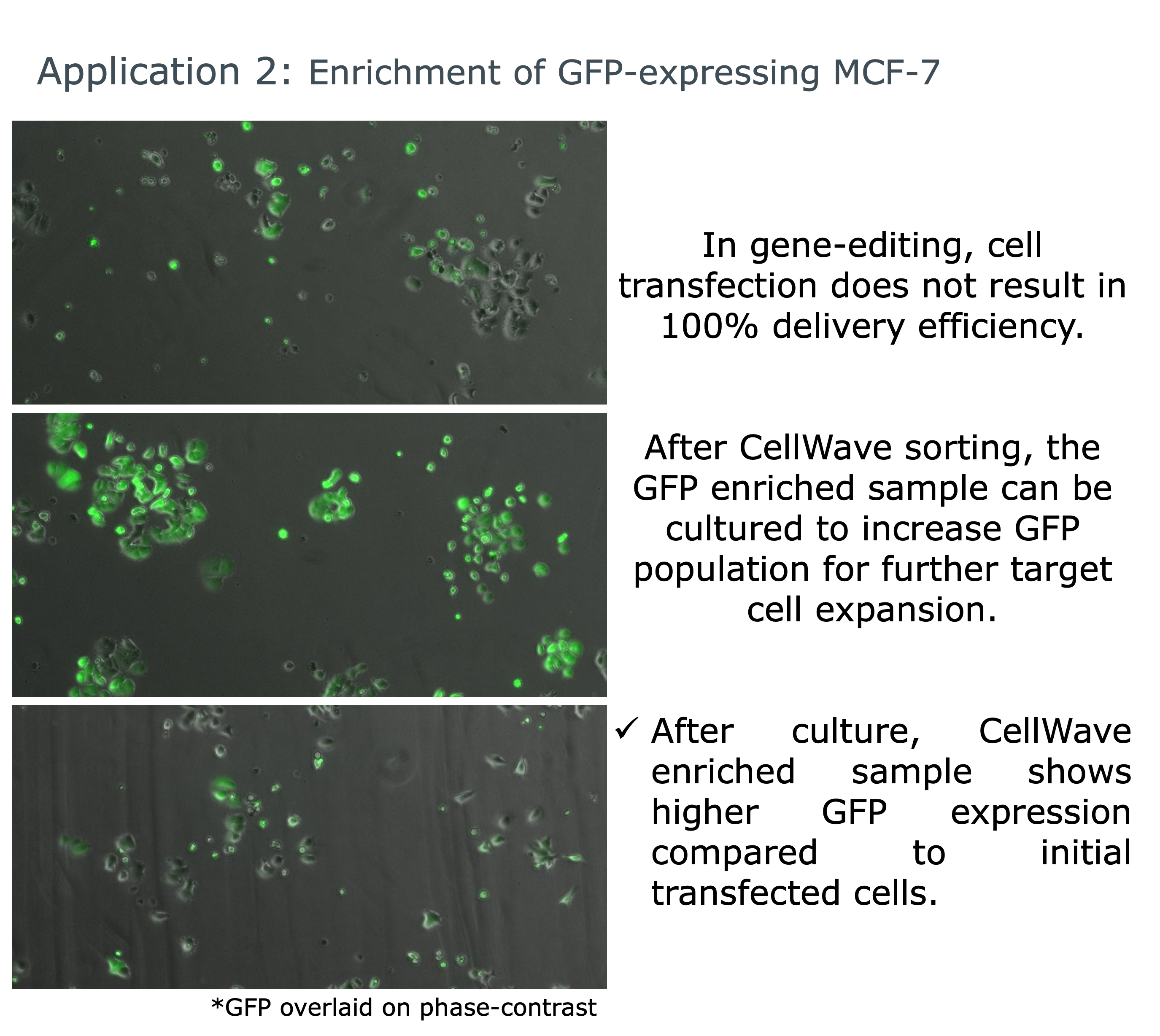 GFP-expressing MCF-7 cell enrichment